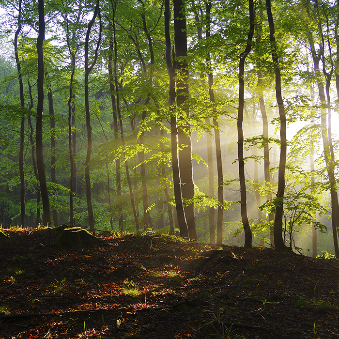 Forêt de Haute-Saône pour une séance photo
