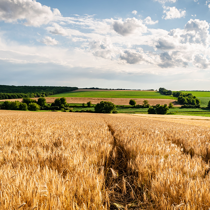 Champs et chemins de campagne en Haute-Saône